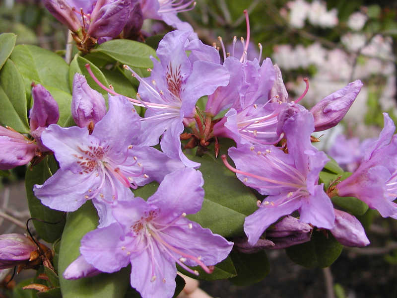 Rhododendron augustinii