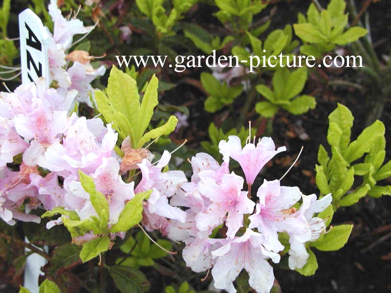 Rhododendron 'Azaleoides'