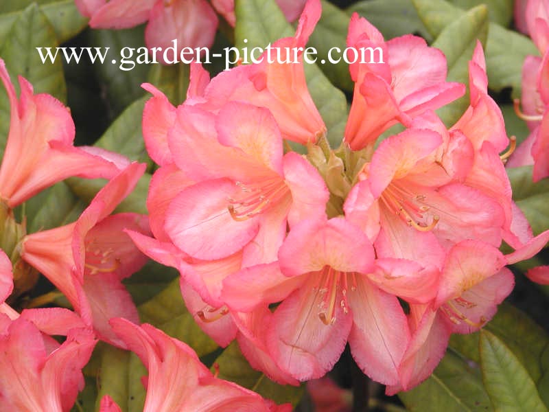 Rhododendron 'Balalaika'