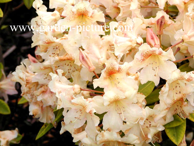 Rhododendron 'Bernstein'