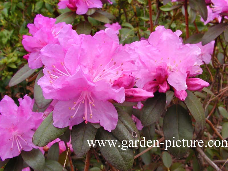 Rhododendron 'P.J. Mezitt'
