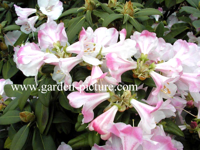 Rhododendron 'Cilpinense'