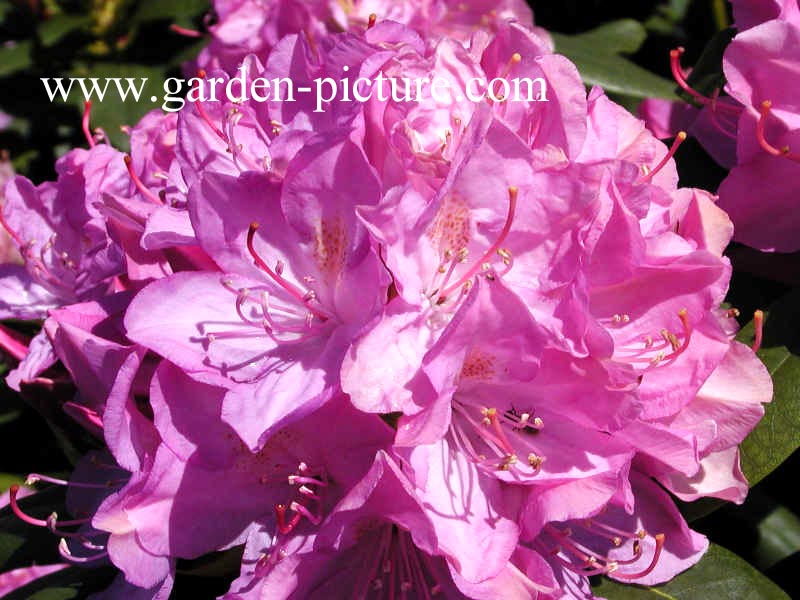 Rhododendron 'English Roseum'