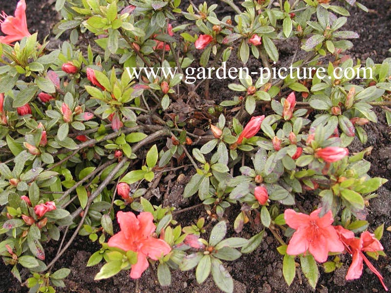 Rhododendron indicum 'Macranthum'