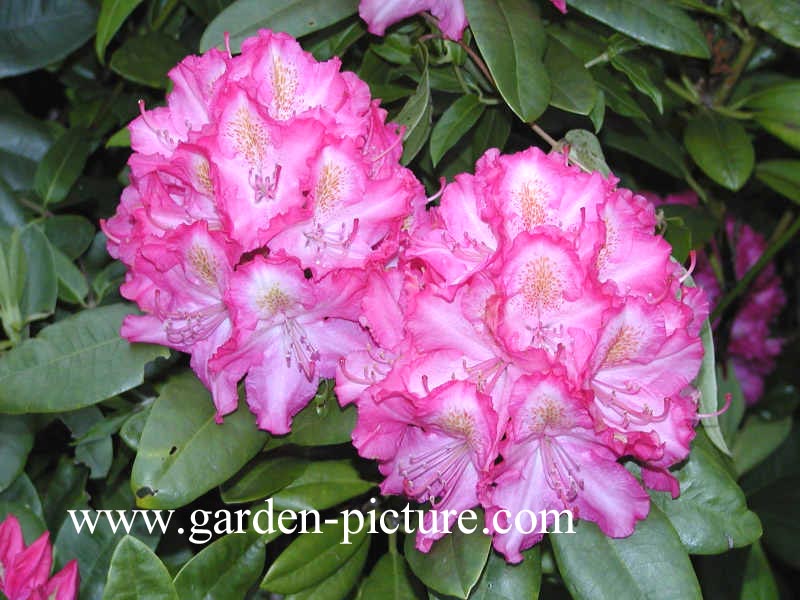 Rhododendron 'Lausitz'