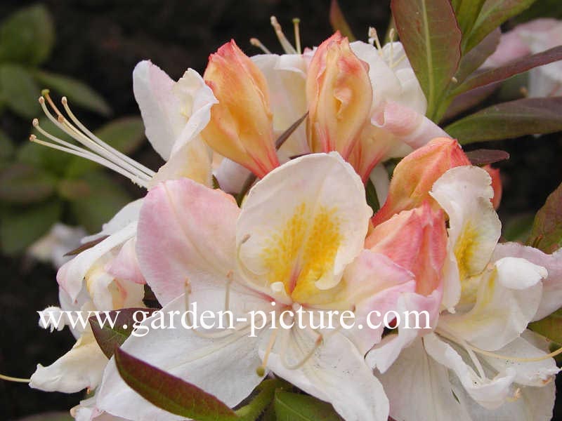 Azalea 'Silver Slipper'