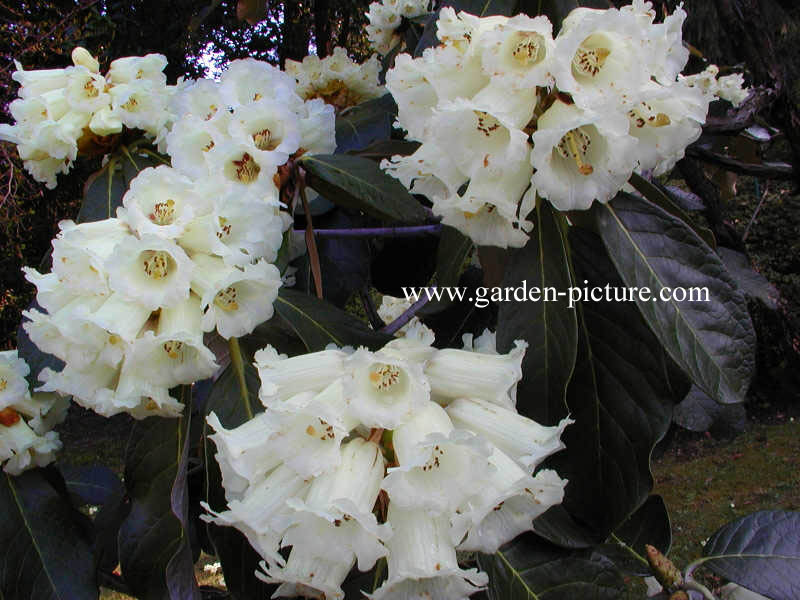 Rhododendron macabeanum