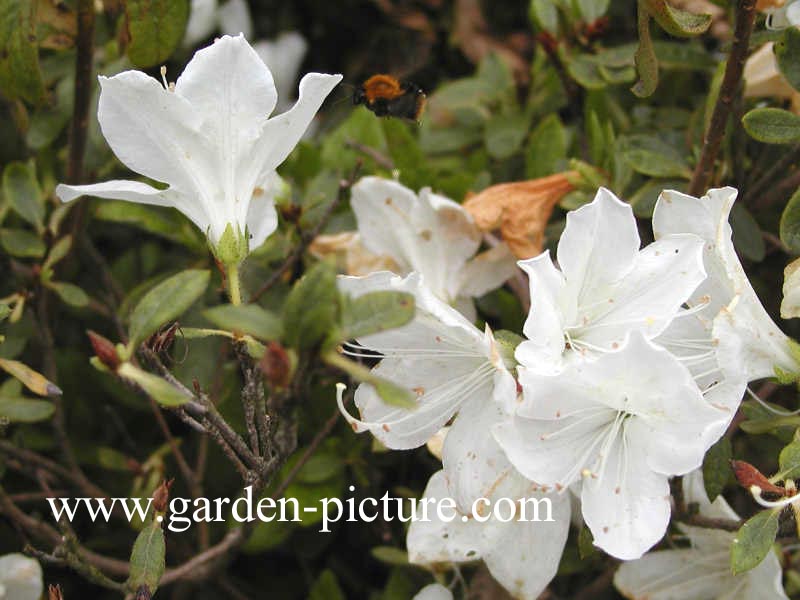 Rhododendron mucronatum