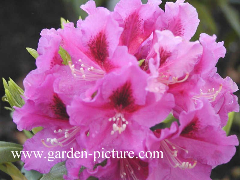 Rhododendron 'Rasputin'