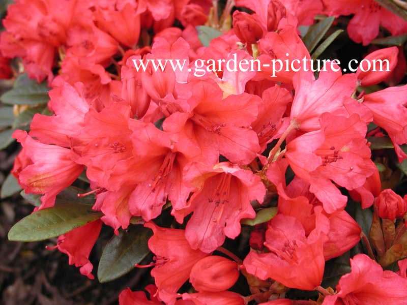 Rhododendron 'Titian Beauty'
