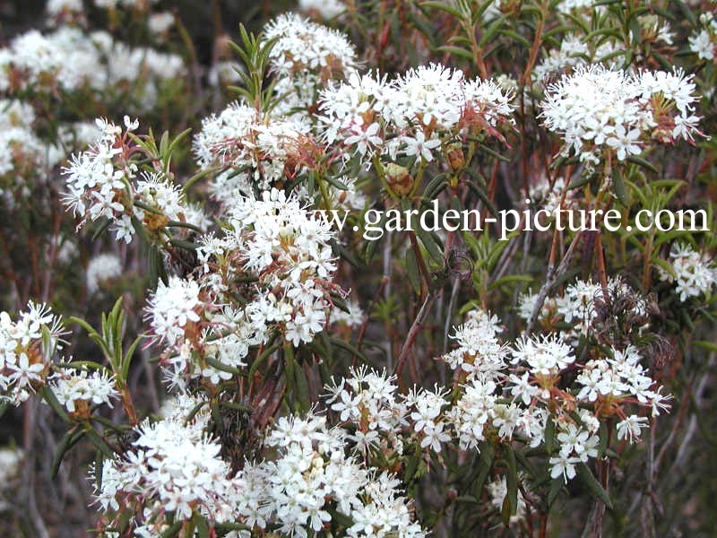 Rhododendron palustre