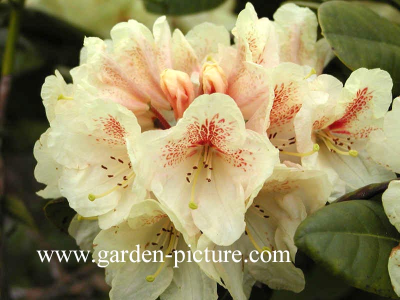 Rhododendron 'Goldbukett'