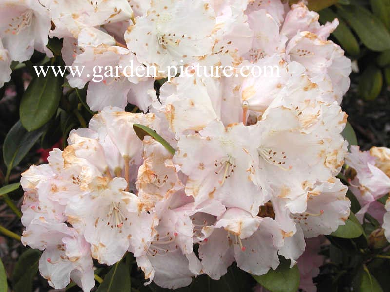 Rhododendron 'Silberwolke'