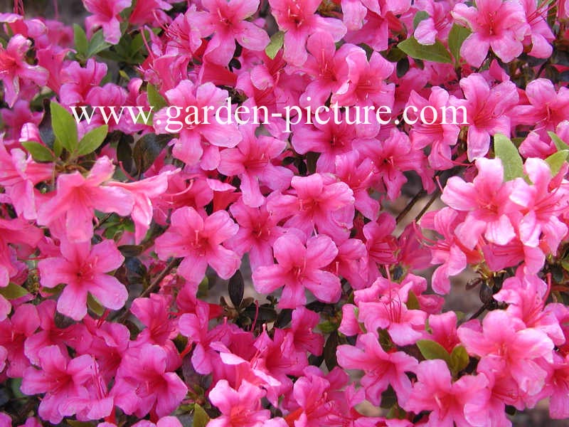 Azalea 'Kermesina'