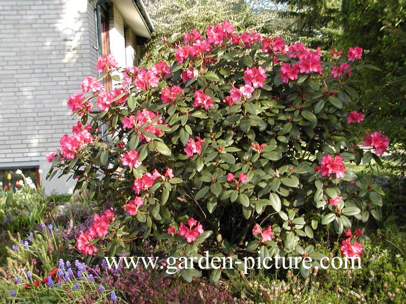 Rhododendron 'Nova Zembla'