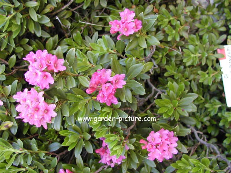 Rhododendron 'Intermedium'