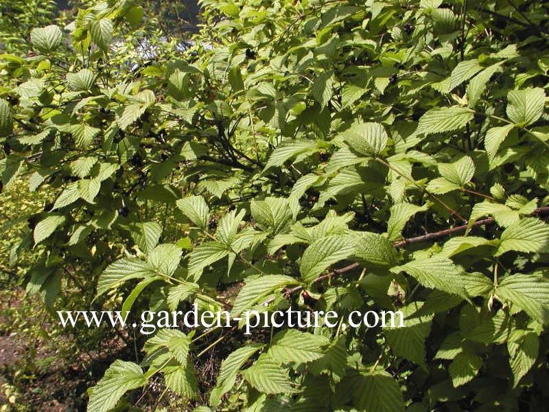 Rhodotypos scandens