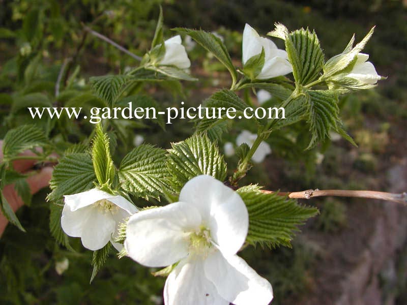 Rhodotypos scandens