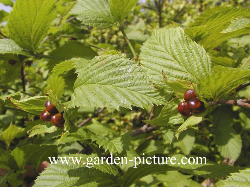 Rhodotypos scandens