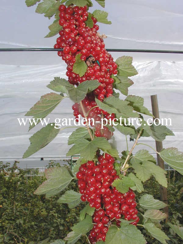 Ribes rubrum 'Rovada'