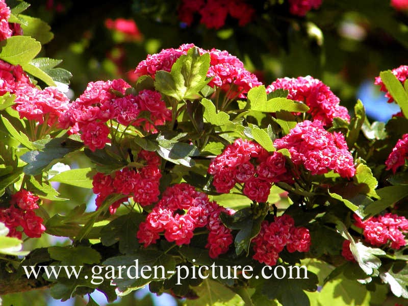 Crataegus media 'Paul's Scarlet'