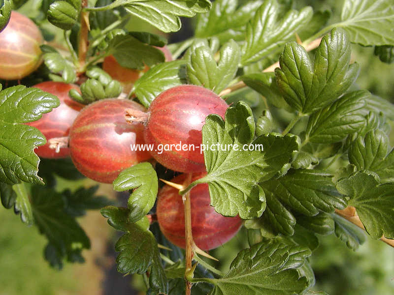Ribes uva-crispa 'Rosko'