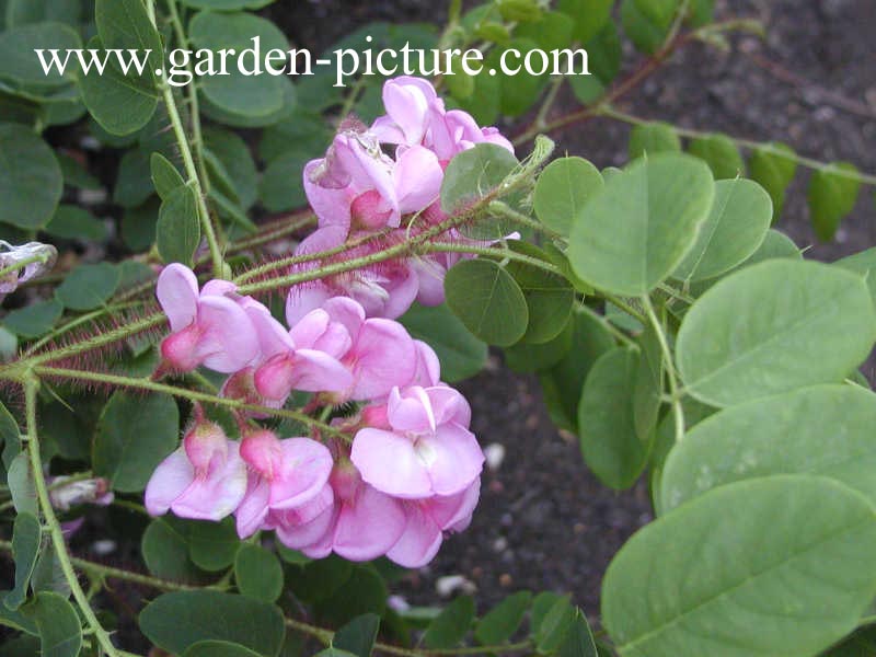 Robinia hispida