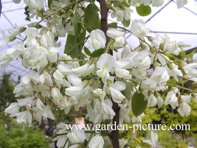 Robinia pseudoacacia 'Unifoliola'