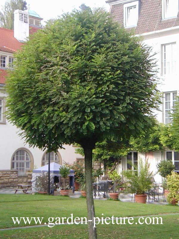 Robinia pseudoacacia 'Umbraculifera'