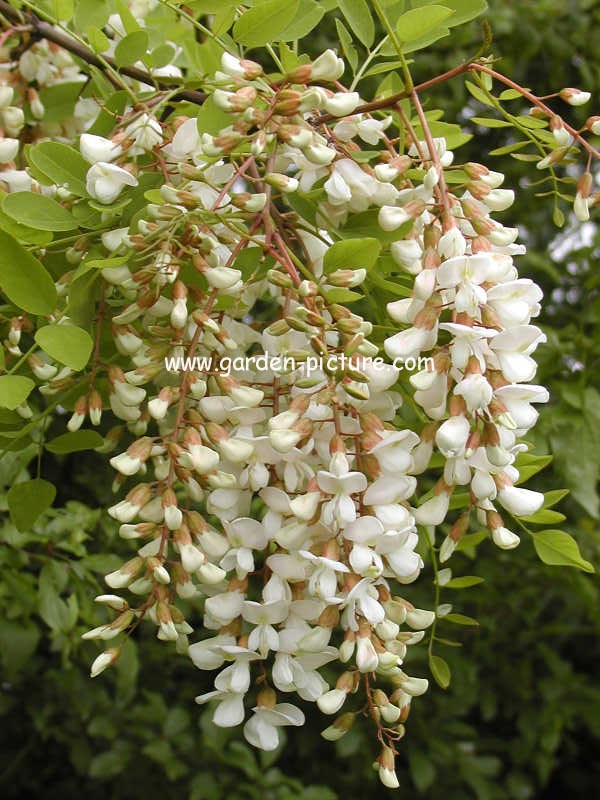 Robinia pseudo-acacia