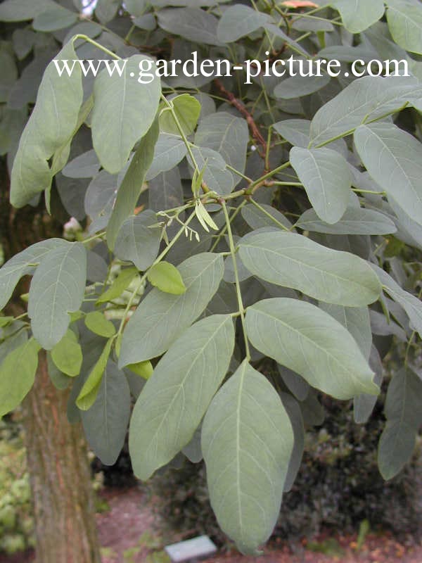 Robinia pseudoacacia 'Unifoliola'