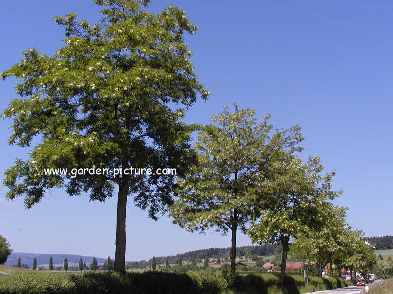 Robinia pseudo-acacia