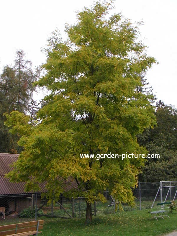 Robinia pseudoacacia 'Frisia'