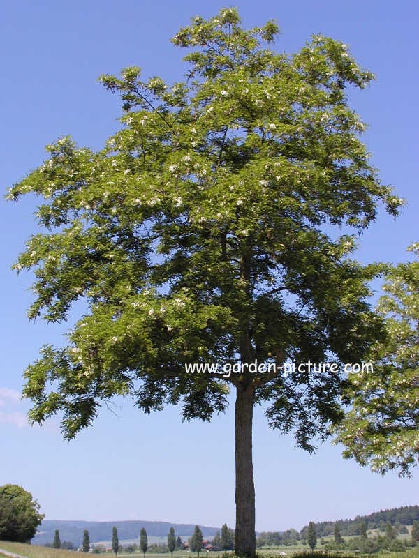 Robinia pseudo-acacia