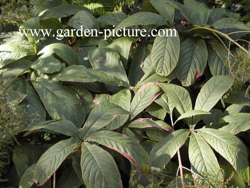 Rodgersia aesculifolia