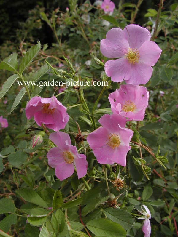 Rosa glauca
