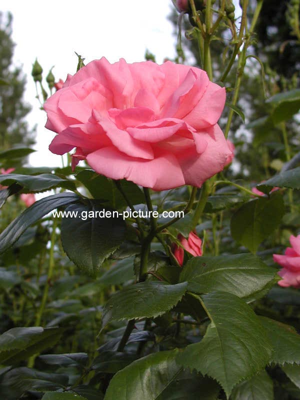 Rosa 'Ballerina'