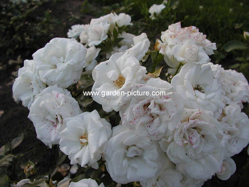 Rosa 'Taniripsa' (ASPIRIN)