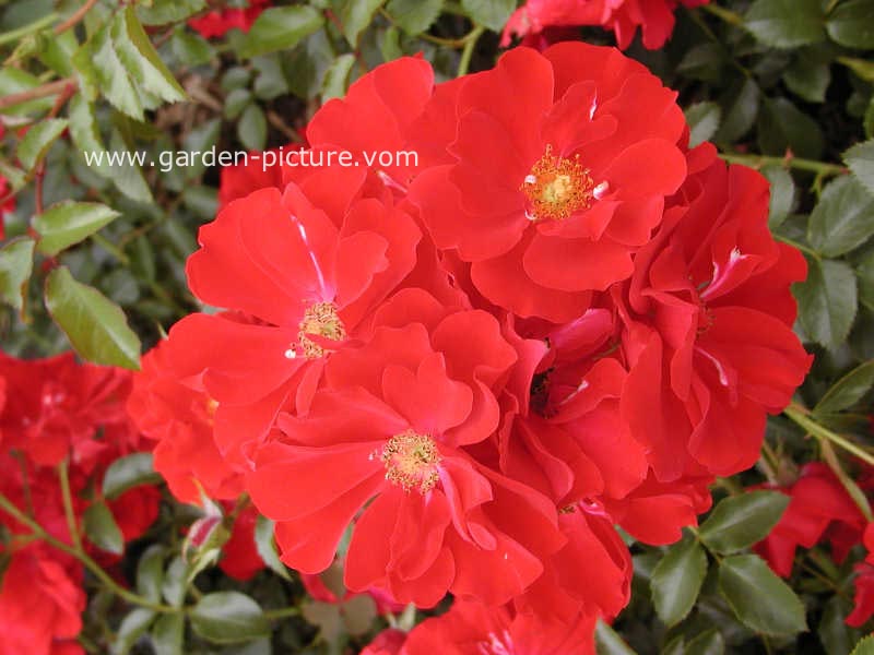 Rosa 'Tananaistrua' (AUSTRIANA)