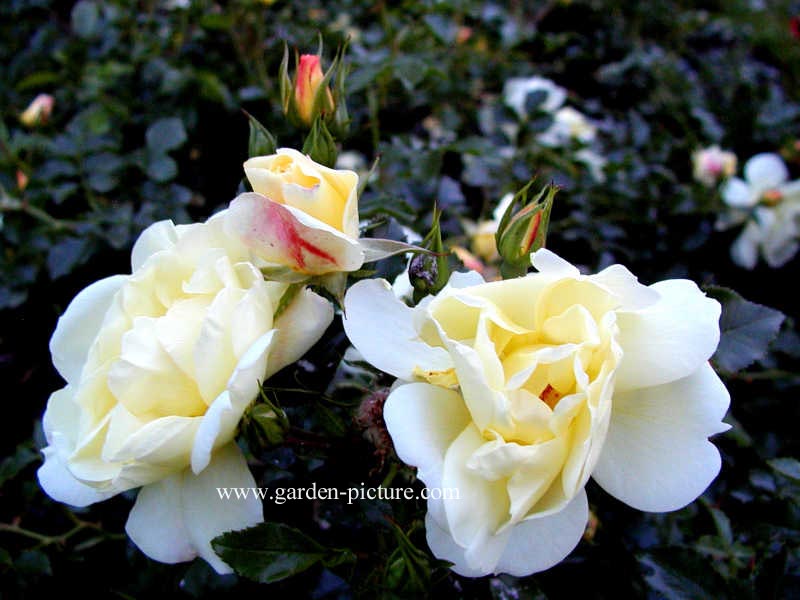Rosa 'Noason' (CELINA) (85690)