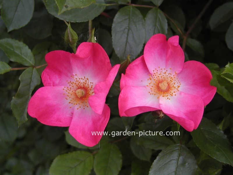 Rosa 'Interette' (FLEURETTE)