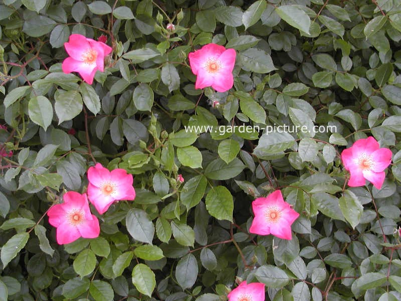Rosa 'Interette' (FLEURETTE)