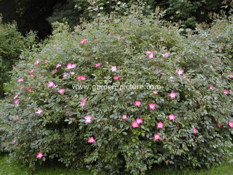 Rosa 'Interette' (FLEURETTE)