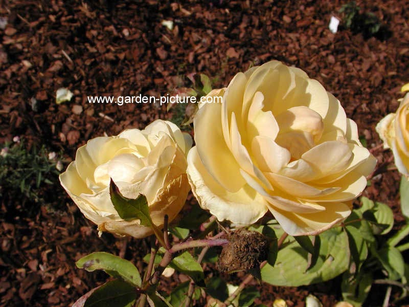 Rosa 'Ausmas' (GRAHAM THOMAS)
