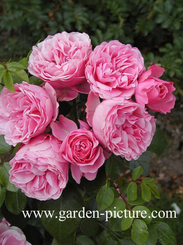 Rosa 'Meideauri' (LEONARDO DA VINCI)