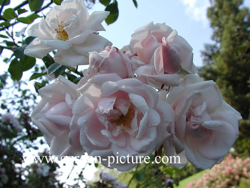 Rosa 'New Dawn'