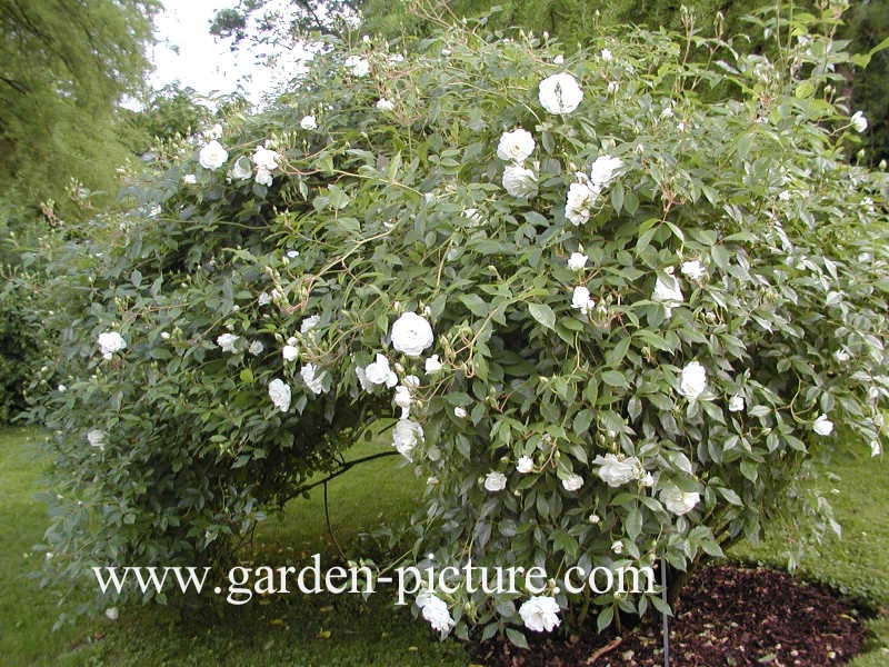 Rosa 'Schneewittchen'