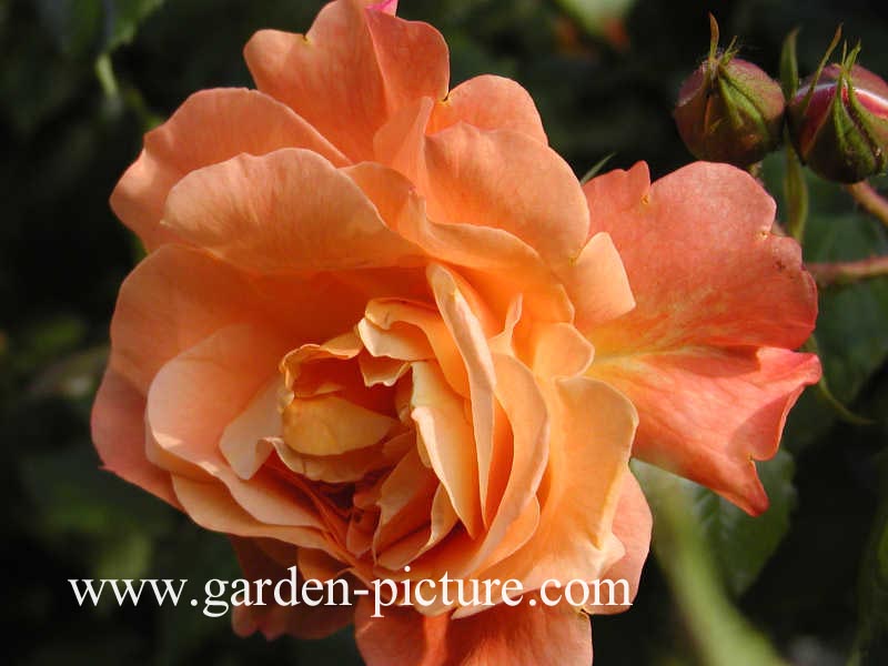 Rosa 'Korlawe' (WESTERLAND)