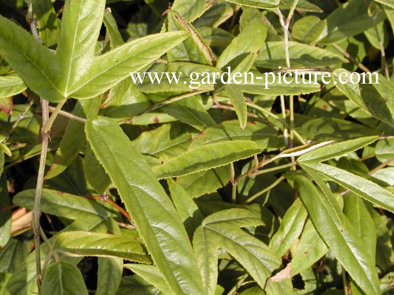 Rubus henryi