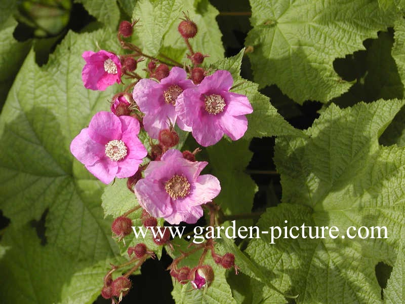 Rubus odoratus